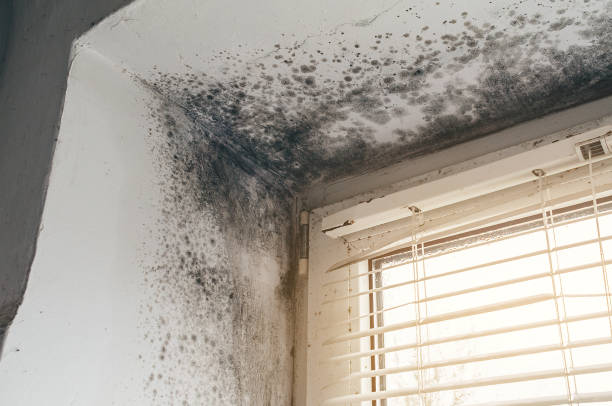 Trusted Attic Mold Removal service in Salem, OR - Cheap Mold Removal